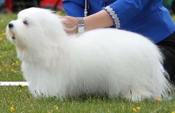 CHANCEUX FAST AND FANTASTIC