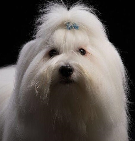 CHANCEUX KEEP ROCKING LIKE THE KING