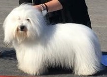 CHANCEUX MAM'ZELLE MAGNIFIQUE MADELINE