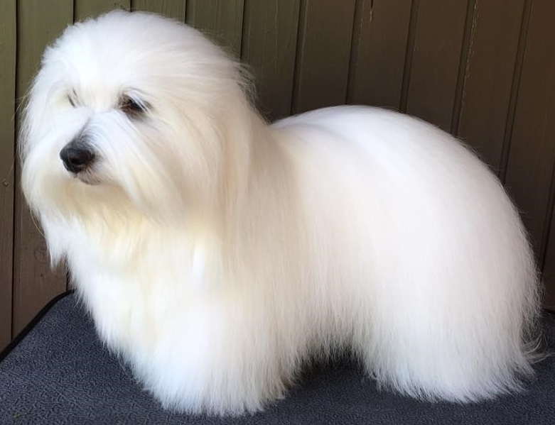 CHANCEUX KEEP ROCKING LIKE THE KING