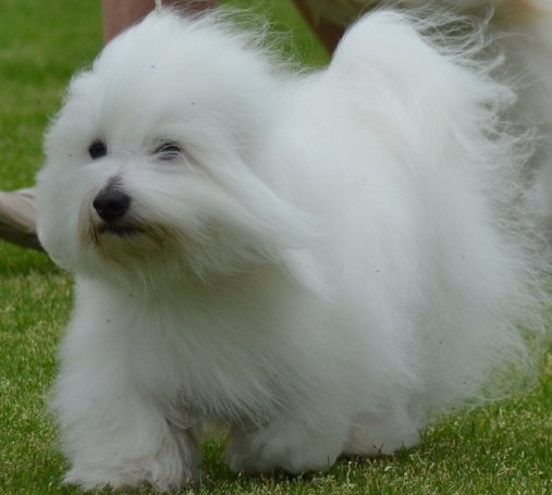 CHANCEUX MADAGASCAN MANOLO