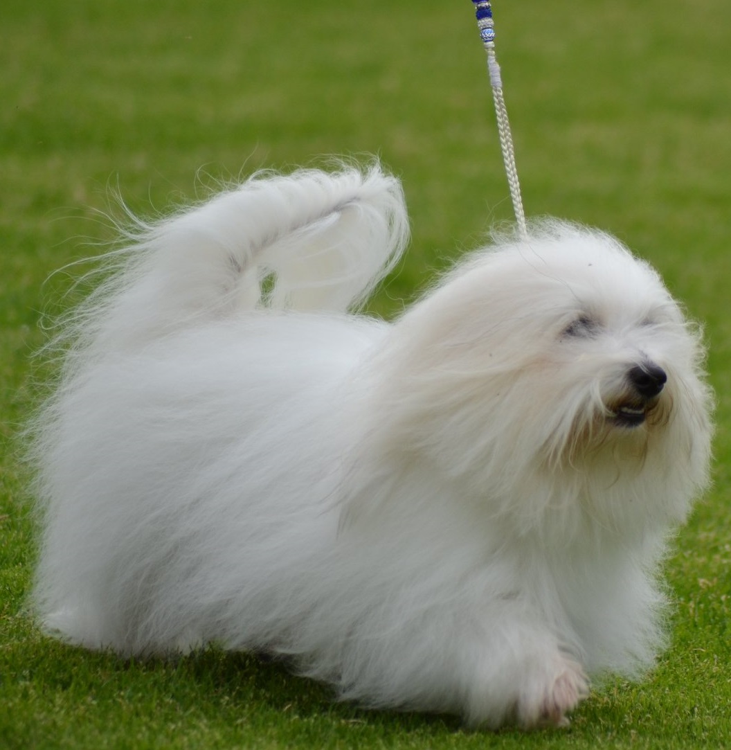 CHANCEUX JE T'AIME JOLI COEUR