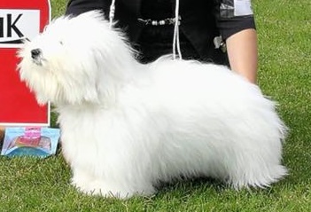 CHANCEUX NOUVELLE VENUE NEMESIS