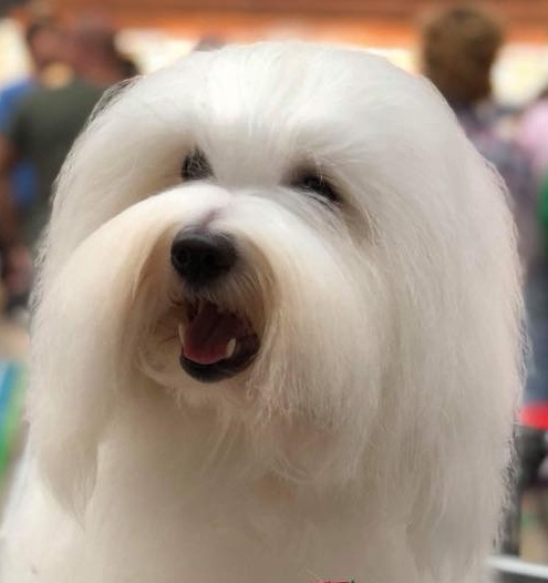 CHANCEUX MAM'ZELLE MAGNIFIQUE MADELINE