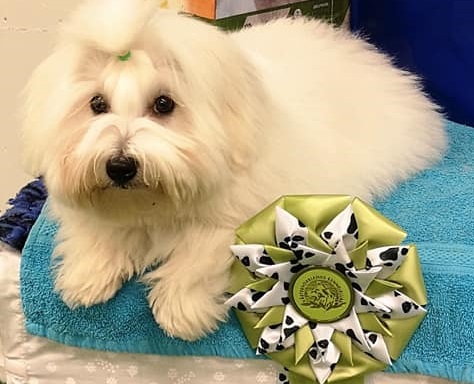 CHANCEUX LE PETIT PRINCE PARFAIT