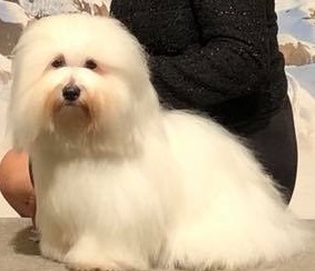 CHANCEUX NOUVELLE VENUE NEMESIS