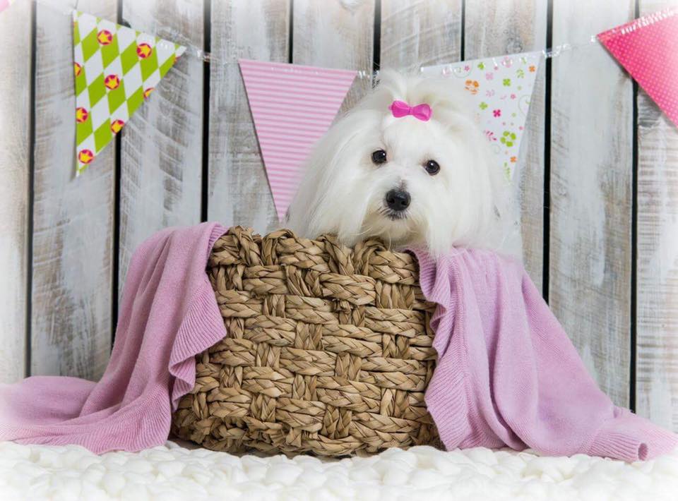 CHANCEUX BREEZY BRIMADONNA