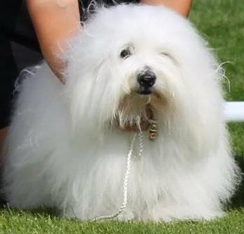 CHANCEUX FAST AND FUNNY