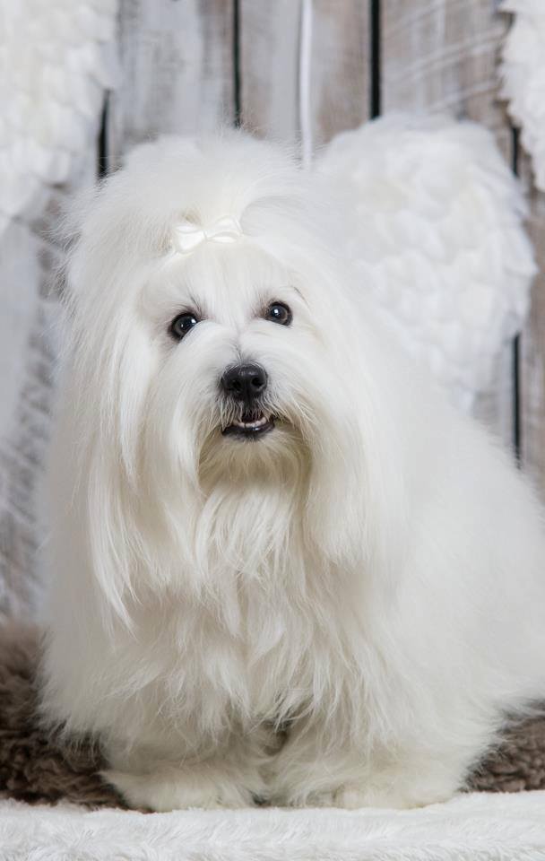 CHANCEUX FAST AND FABULOUS