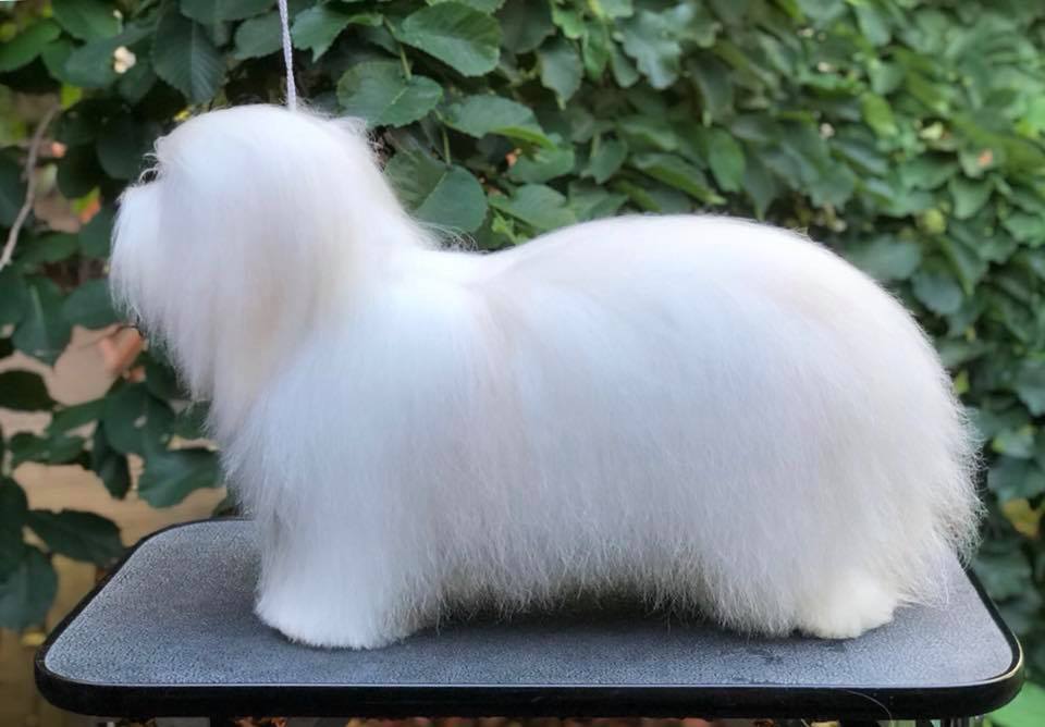 CHANCEUX FAST AND FIGHTER