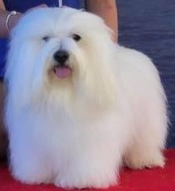 CHANCEUX FAST AND FIGHTER