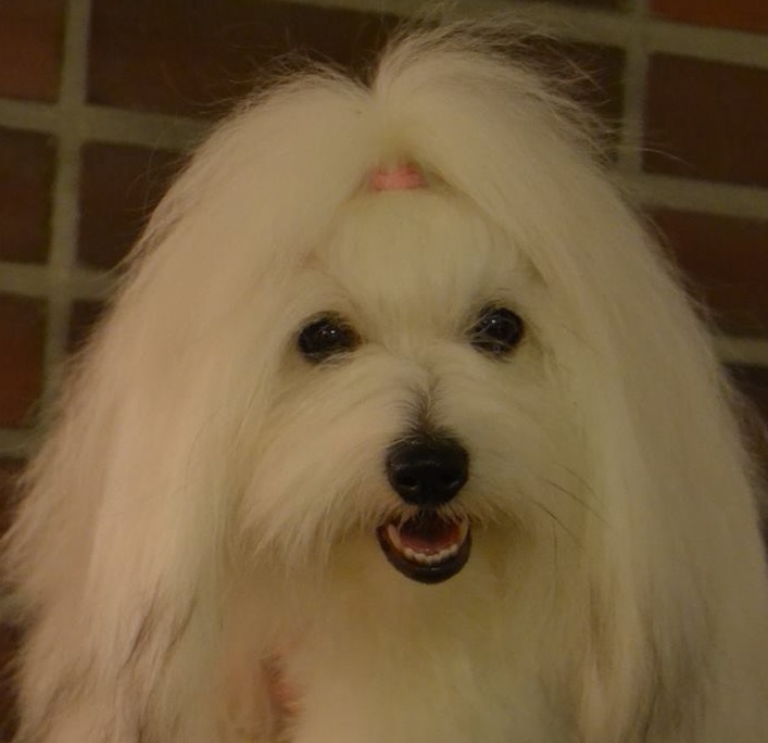 CHANCEUX INCREDIBLE ISOLDE