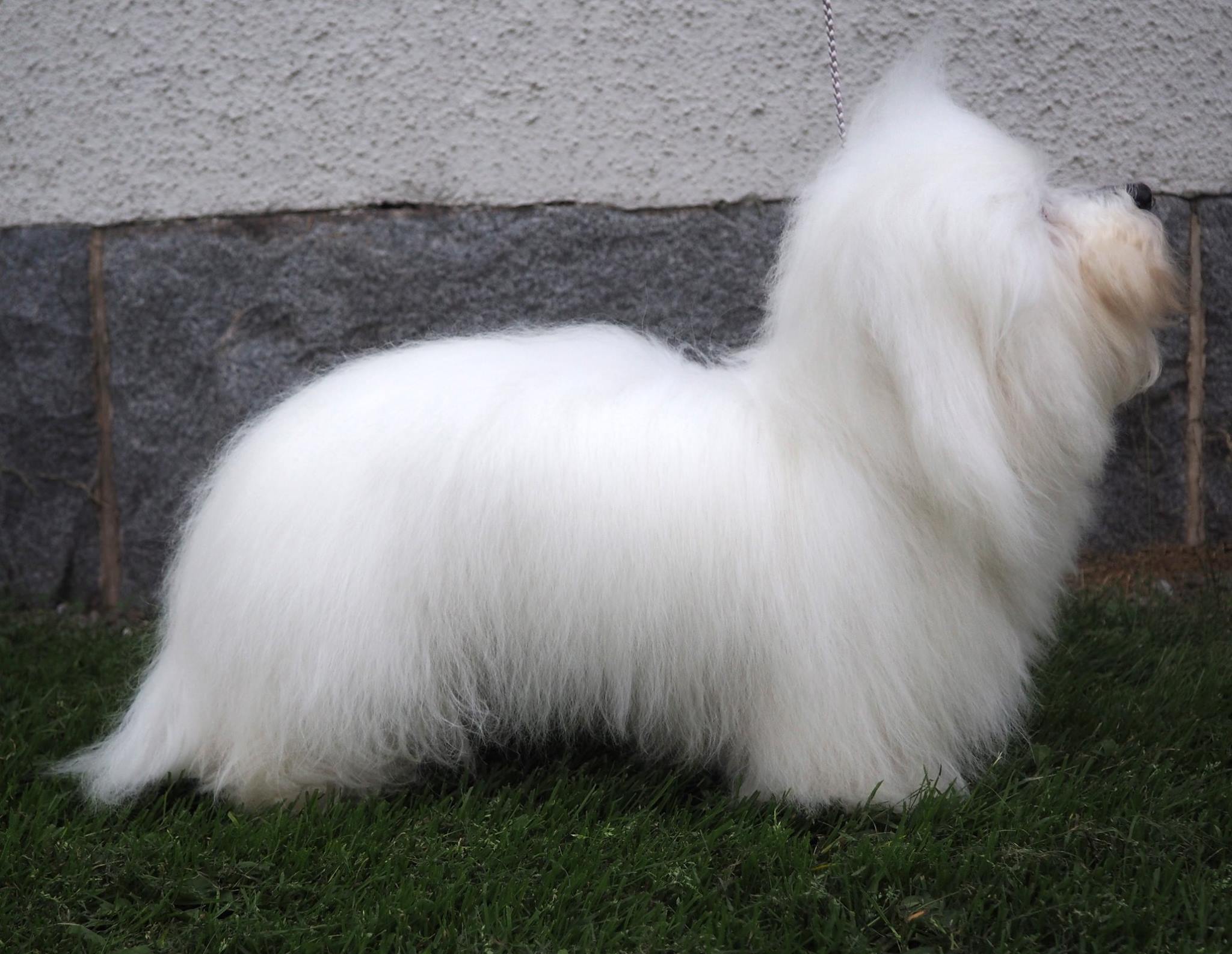 CHANCEUX EMPEROR'S EKENE