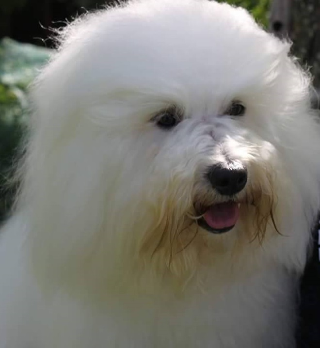 CHANCEUX EMPEROR'S EKENE