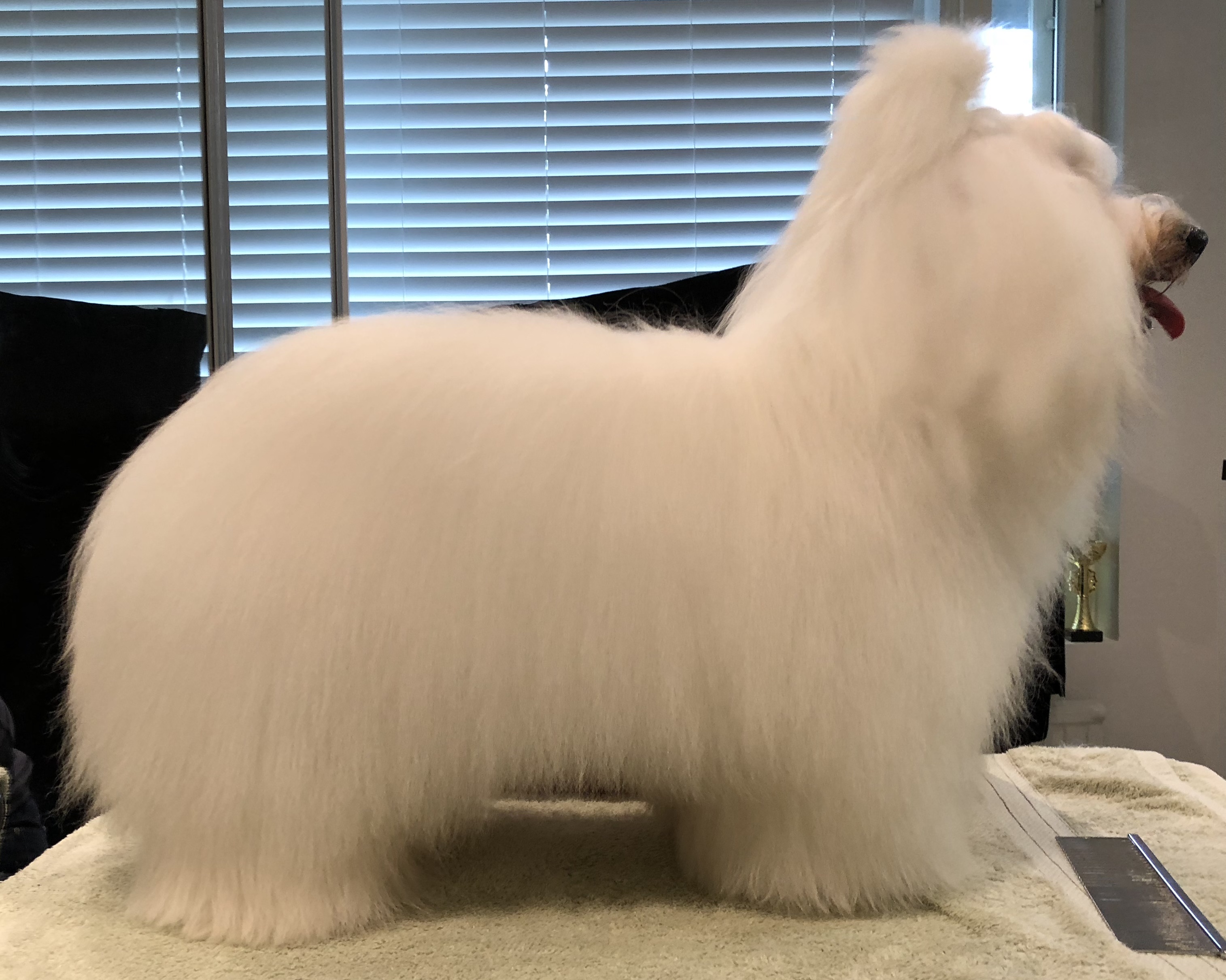 CHANCEUX NOUVEAU VENU NARCISSUS