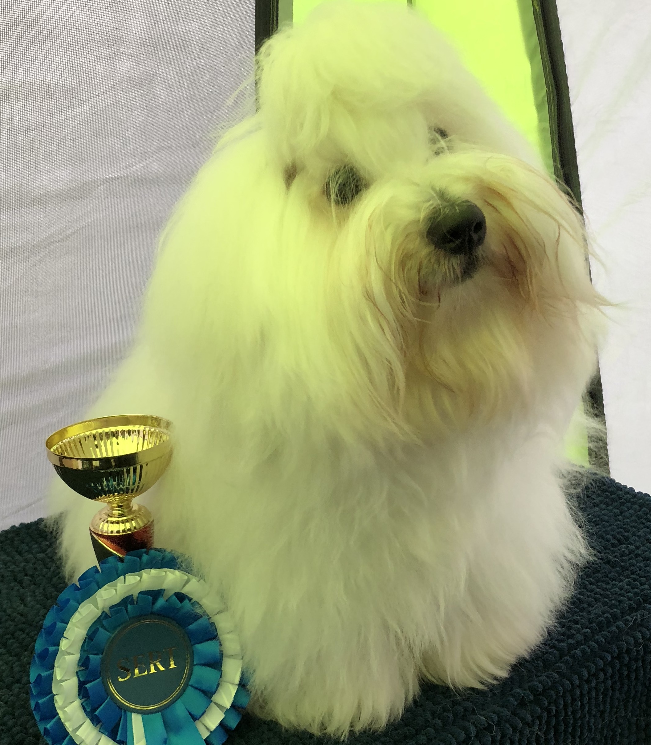 CHANCEUX NOUVEAU VENU NARCISSUS