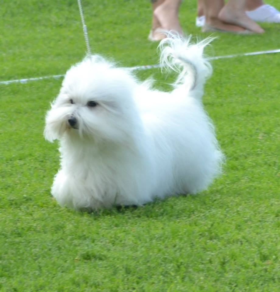 CHANCEUX BEAMING BRICELLA