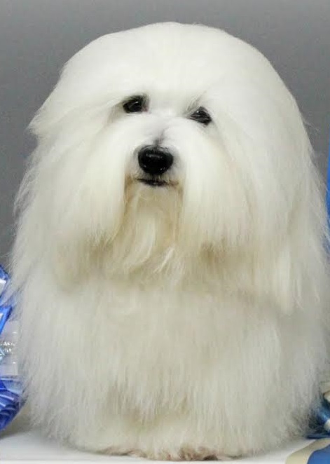 CHANCEUX FAST AND FANTASTIC